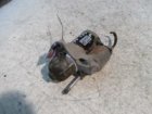 startér na suzuki sx4 1,6i 16V, 31100-63J0