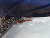 přední kapota na seat ibiza, cordoba
