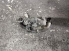 EGR VENTIL PIERBURG 505923040 1,6e-HDI PEUGEOT, CITROEN