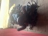Motor 1,9TDI 74 KW VW passat typ AVB kompletní