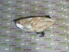 PŘEDNÍ SVĚTLO PRAVÉ, CITROEN XSARA PICASSO, DO-05